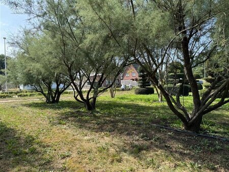 Tamarix pentranda 'Ramosissima' 500-550 cm draadkluit meerstammig - afbeelding 4