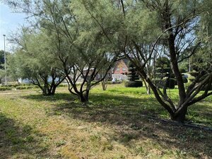 Tamarix pentranda 'Ramosissima' 500-550 cm draadkluit meerstammig - afbeelding 4