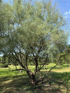 Tamarix pentranda 'Ramosissima' 500-550 cm draadkluit meerstammig - afbeelding 5