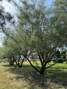 Tamarix pentranda 'Ramosissima' 500-550 cm draadkluit meerstammig - afbeelding 7