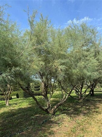 Tamarix pentranda 'Ramosissima' 500-550 cm WRB multi-stem - image 3