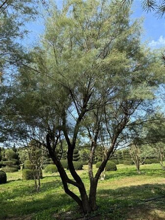Tamarix pentranda 'Ramosissima' 500-550 cm WRB multi-stem - image 6