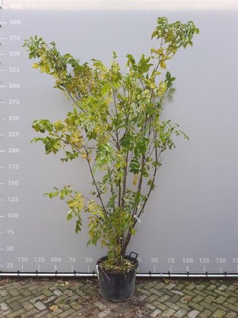 Tetradium daniellii = Euodia hupehensis  250-300 cm container meerstammig