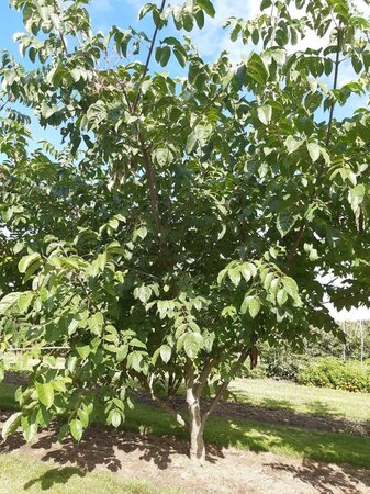 Tetradium daniellii = Euodia hupehensis  250-300 cm draadkluit meerstammig