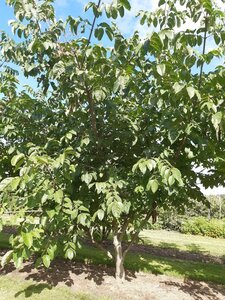 Tetradium daniellii = Euodia hupehensis  250-300 cm draadkluit meerstammig