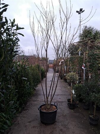 Tetradium daniellii = Euodia hupehensis  300-350 cm cont. 80L multi-stem