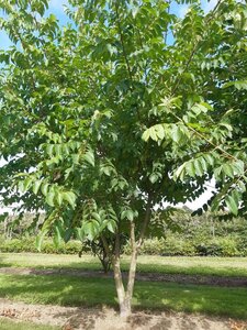 Tetradium daniellii = Euodia hupehensis  300-350 cm draadkluit meerstammig