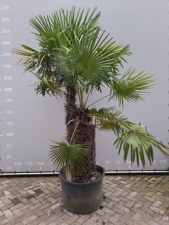 Trachycarpus fortunei 125-150 cm met kluit meerstammig - afbeelding 1