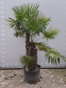 Trachycarpus fortunei 125-150 cm RB multi-stem