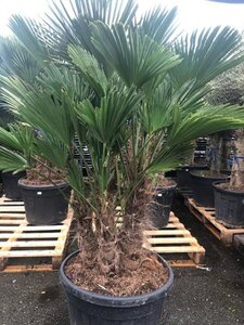 Trachycarpus wagnerianus 125-150 cm cont. 90L multi-stem