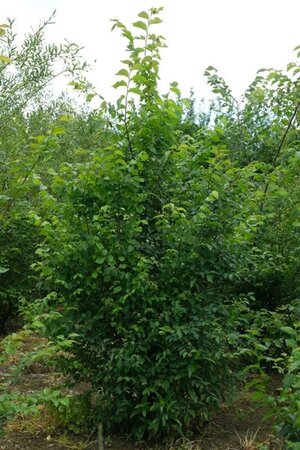 Ulmus glabra 200-250 cm draadkluit meerstammig