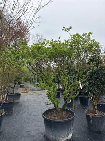 Ulmus minor 'Jacqueline Hillier' 200-225 cm container meerstammig - afbeelding 4