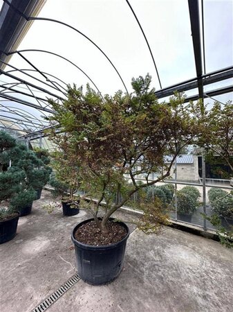 Ulmus minor 'Jacqueline Hillier' 200-225 cm container meerstammig - afbeelding 5