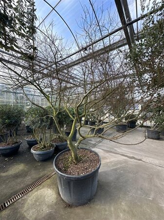 Ulmus minor 'Jacqueline Hillier' 200-225 cm container meerstammig - afbeelding 6