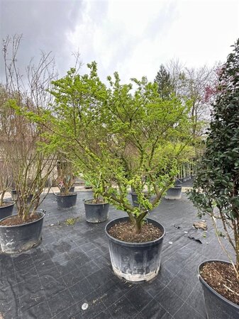 Ulmus minor 'Jacqueline Hillier' 200-225 cm container multi-stem - image 1