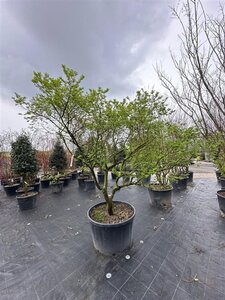 Ulmus minor 'Jacqueline Hillier' 200-225 cm container multi-stem - image 2