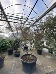 Ulmus minor 'Jacqueline Hillier' 200-225 cm container multi-stem - image 3