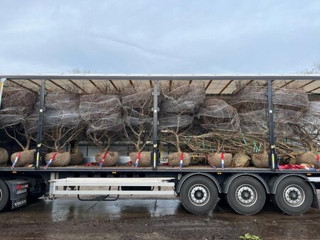 Ulmus minor 'Jacqueline Hillier' 200-225 cm draadkluit meerstammig - afbeelding 1