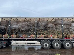 Ulmus minor 'Jacqueline Hillier' 200-225 cm draadkluit meerstammig