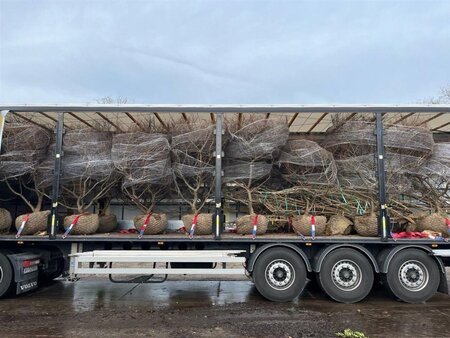 Ulmus minor 'Jacqueline Hillier' 200-225 cm WRB multi-stem - image 2