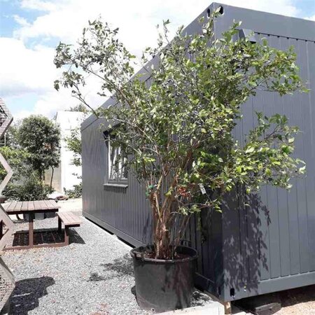Vaccinium corymbosum 200-250 cm container meerstammig - afbeelding 1