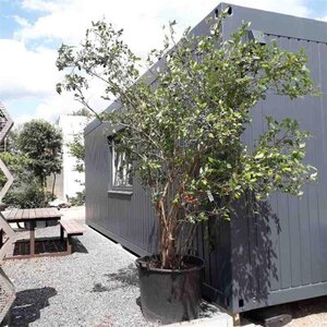 Vaccinium corymbosum 200-250 cm container meerstammig