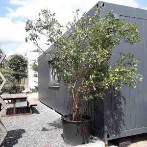 Vaccinium corymbosum 200-250 cm container multi-stem - image 2