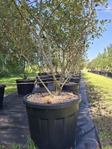 Viburnum burkwoodii 175-200 cm cont. 110L meerstammig