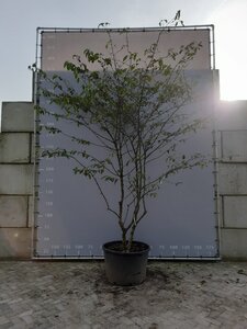 Viburnum plic. 'Mariesii' 300-350 cm WRB multi-stem