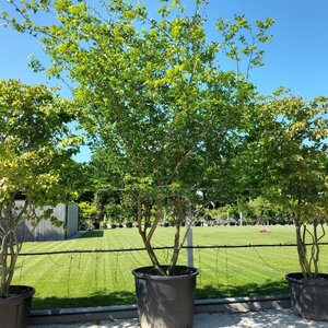Zelkova carpinifolia 350-400 cm container meerstammig - afbeelding 3