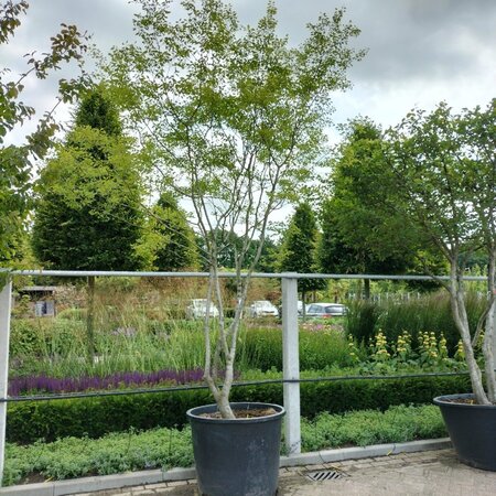 Zelkova car. 'Verschaffeltii' 350-400 cm container meerstammig - afbeelding 2