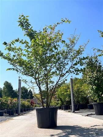 Zelkova serrata 175-200 cm cont. 80L meerstammig