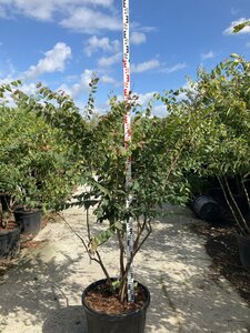 Zelkova serrata 175-200 cm cont. 95L multi-stem