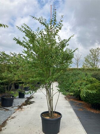 Zelkova serrata 250-300 cm cont. 150L meerstammig - afbeelding 1
