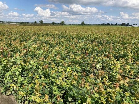 Acer platanoides 40-60 cm wortelgoed 1-jarige zaailingen - afbeelding 2