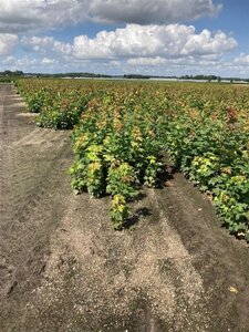 Acer platanoides 40-60 cm wortelgoed 1-jarige zaailingen - afbeelding 3