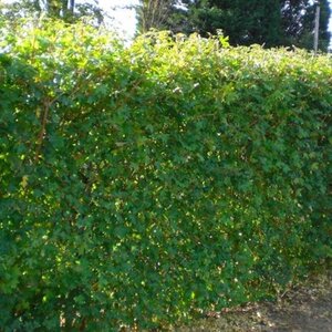 Acer platanoides 40-60 cm wortelgoed 1-jarige zaailingen