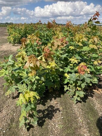 Acer platanoides 40-60 cm wortelgoed 1-jarige zaailingen - afbeelding 4