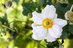 Anemone hyb. 'Honorine Jobert' geen maat specificatie cont. 3,0L - afbeelding 8