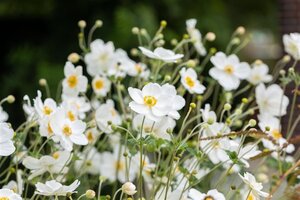 Anemone hyb. 'Honorine Jobert' geen maat specificatie cont. 3,0L - afbeelding 7