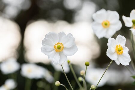 Anemone hyb. 'Honorine Jobert' geen maat specificatie cont. 3,0L - afbeelding 5