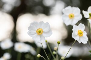 Anemone hyb. 'Honorine Jobert' geen maat specificatie cont. 3,0L - afbeelding 5