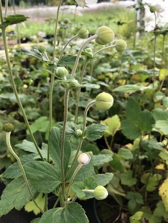 Anemone hyb. 'Honorine Jobert' geen maat specificatie cont. 3,0L - afbeelding 4