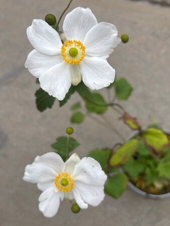 Anemone hyb. 'Honorine Jobert' geen maat specificatie cont. 3,0L - afbeelding 10