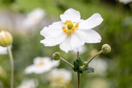 Anemone hyb. 'Honorine Jobert' geen maat specificatie cont. 3,0L - afbeelding 3