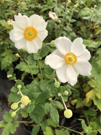 Anemone hyb. 'Honorine Jobert' geen maat specificatie cont. 3,0L - image 1