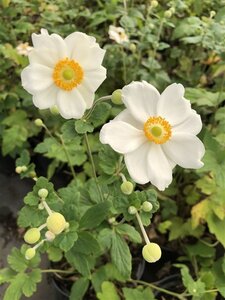 Anemone hyb. 'Honorine Jobert' geen maat specificatie cont. 3,0L