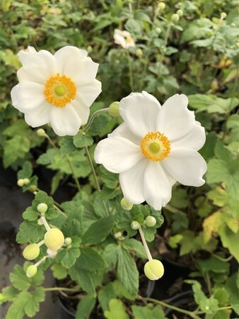 Anemone hyb. 'Honorine Jobert' geen maat specificatie cont. 3,0L - image 9