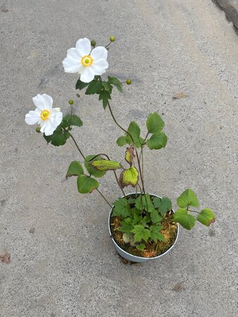 Anemone hyb. 'Honorine Jobert' geen maat specificatie cont. 3,0L - image 8