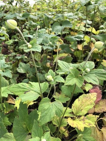 Anemone hyb. 'Honorine Jobert' geen maat specificatie cont. 3,0L - image 5